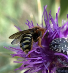 Rhodanthidium septemdentatum