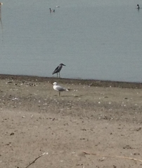 Nycticorax nycticorax