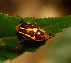 Pelidnota liturella