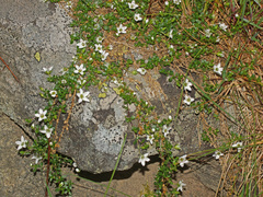 Arenaria biflora