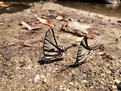 Protographium epidaus fenochionis