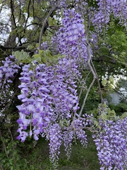 Wisteria