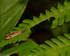 Centromacronema auripenne