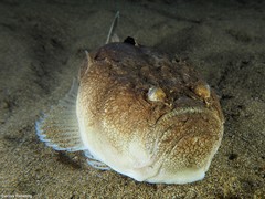 Uranoscopus scaber