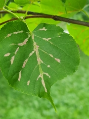 Eriophyes tiliaenervalis