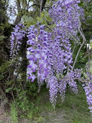 Wisteria