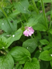 Silene dioica