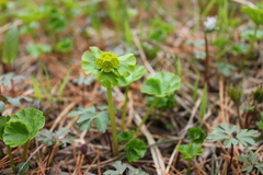 Chrysosplenium nudicaule