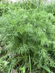 Tripleurospermum inodorum