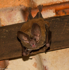 Trachops cirrhosus