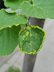 Phytoptus tetratrichus