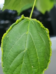 Phytoptus tetratrichus