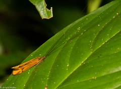 Centromacronema auripenne