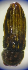 Acmaeoderella discoida