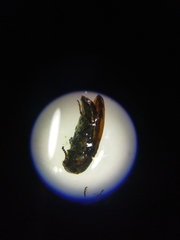 Acmaeoderella discoida