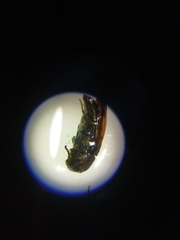 Acmaeoderella discoida