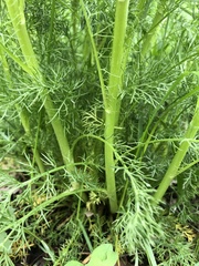 Tripleurospermum inodorum