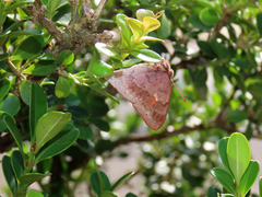 Euselasia thucydides