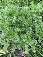 Tripleurospermum inodorum