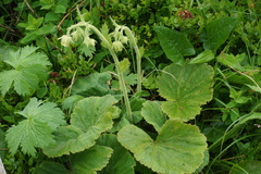 Geum bulgaricum