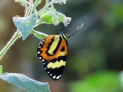 Placidina euryanassa