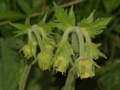 Geum bulgaricum