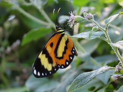 Placidina euryanassa