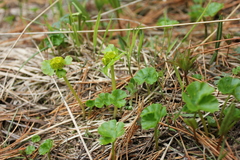 Chrysosplenium nudicaule