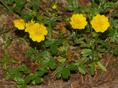 Potentilla ternata