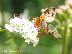 Ectophasia leucoptera