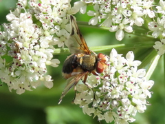 Ectophasia leucoptera