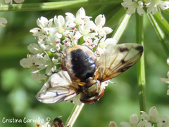 Ectophasia leucoptera