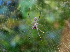 Trichonephila clavipes