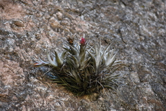 Tillandsia nana