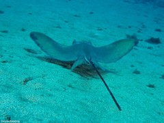 Myliobatis aquila
