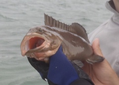 Epinephelus morio