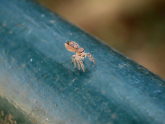 Metaphidippus albopilosus