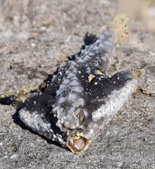 Ogcocephalus nasutus