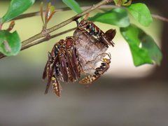 Polistes versicolor