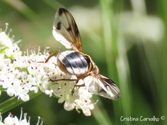 Ectophasia leucoptera