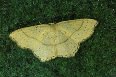 Cyclophora suppunctaria
