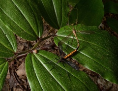 Nephrotoma altissima