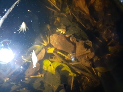 Sphaerotheca dobsonii