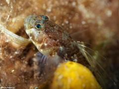 Vanneaugobius canariensis