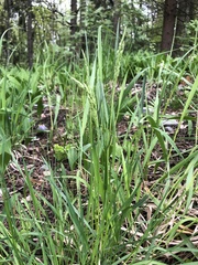Poa pratensis