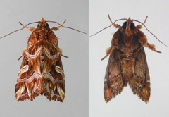 Callopistria exotica