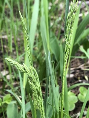 Poa pratensis