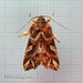 Callopistria exotica - Photo (c) Young Chan, algunos derechos reservados (CC BY-NC), subido por Young Chan