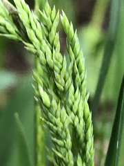 Poa pratensis