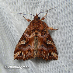 Callopistria exotica